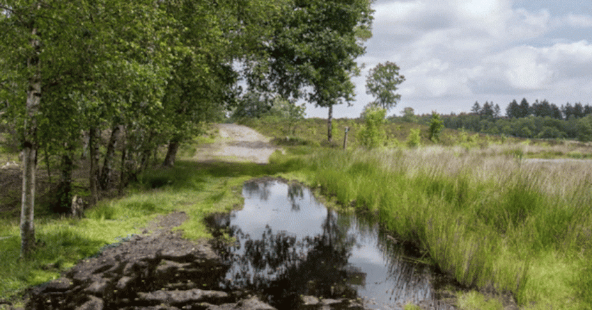 Van modderpoelen naar stuifzand, hoe droogte de Veluwe in één jaar verandert
