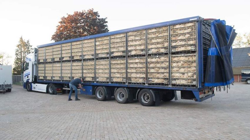 Afvoer eieren en vleeskuikens uit beperkingsgebied Terschuur weer mogelijk