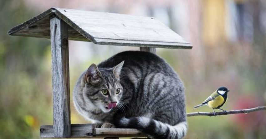 Dierenbescherming door katten binnen te houden los je het