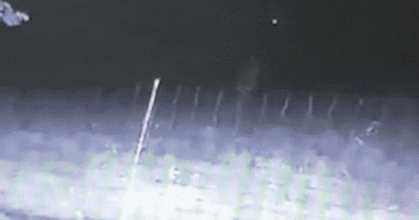 Dierenclubs willen afschot probleemwolf in Voorthuizen voorkomen: ‘Campagnestunt van BBB’