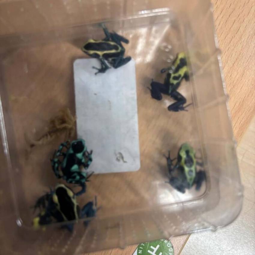 Douane treft boomgifkikkers, verentooien en illegale medicijnen aan op Schiphol