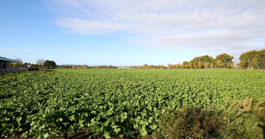 Een klein dorp erbij in Someren-Noord: plan voor 800 woningen
