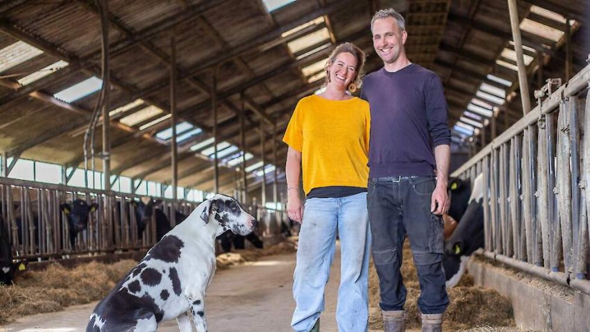 Friese melkveehouder Faber maakt stappen: ‘Als het ergens biologisch kan, dan is het hier’