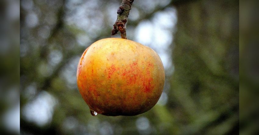 Fruit in Voedselbos Biggekerke wordt te weinig geplukt: 'Blijkbaar weet men niet hoe lekker het is'