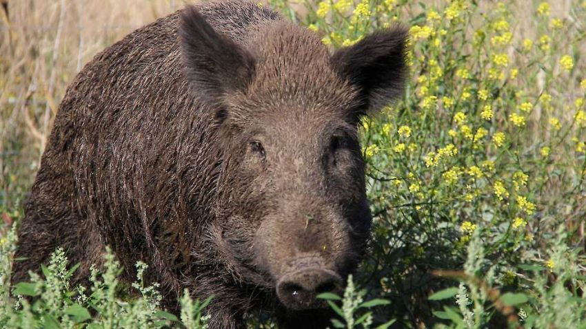 Geitenhouder wil hogere schadevergoeding na bezoek wilde zwijnen: 'Stro van groot belang voor biolog