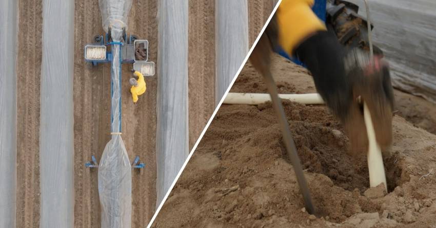 KIJK | Asperges steken in Groesbeek: ‘Zo doe je dat’