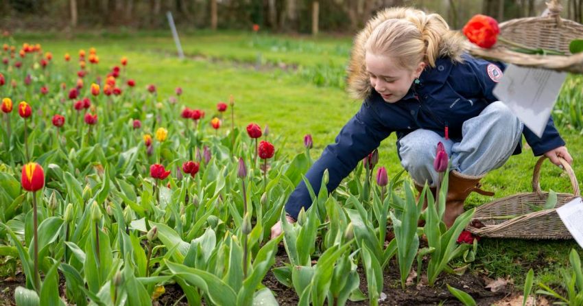 Kleintje Keukenhof Bevindt Zich In Stokkum En Bloemen Plukken Mag Hier