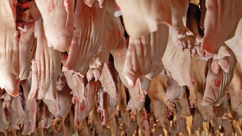 Nederland blijft belangrijk voor Duits varkensvlees