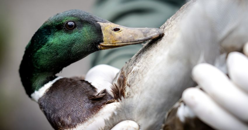 Opnieuw vogelgriep in de Achterhoek: 60 dieren hobbyhouder worden afgemaakt