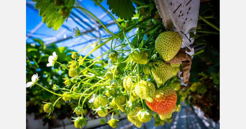 Teler koopt 60 hectare grond en wil kassen bouwen in Zevenbergen