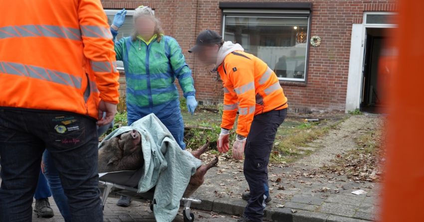 Varken met overgewicht duikt op tijdens ontruimen van huis in Rijen, dierenambulance neemt dier mee