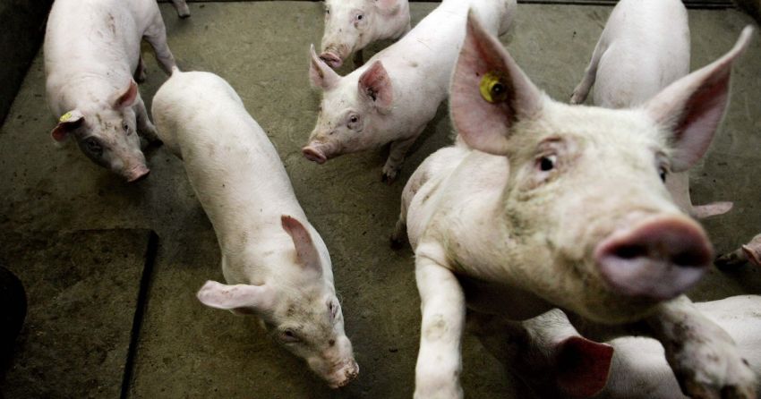 Varkensboer blijft strijden voor uitbreiding met hondenfokkerij