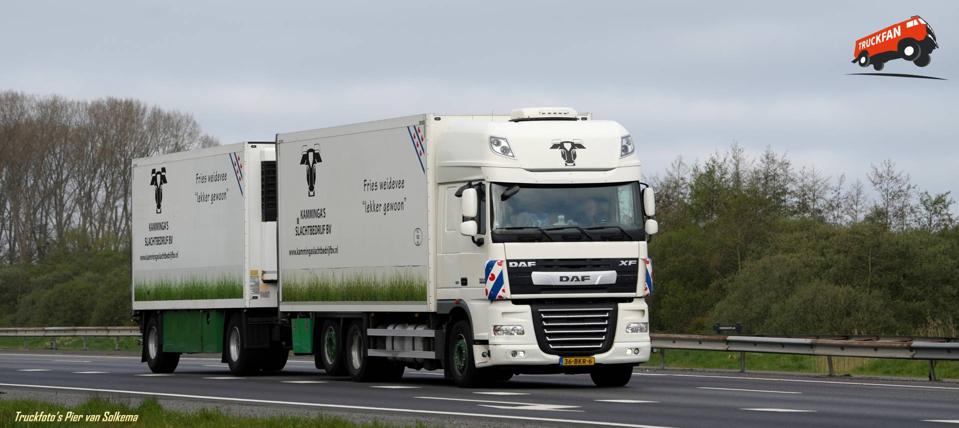 DAF XF refrigerated transport at Kamminga slaughterhouse