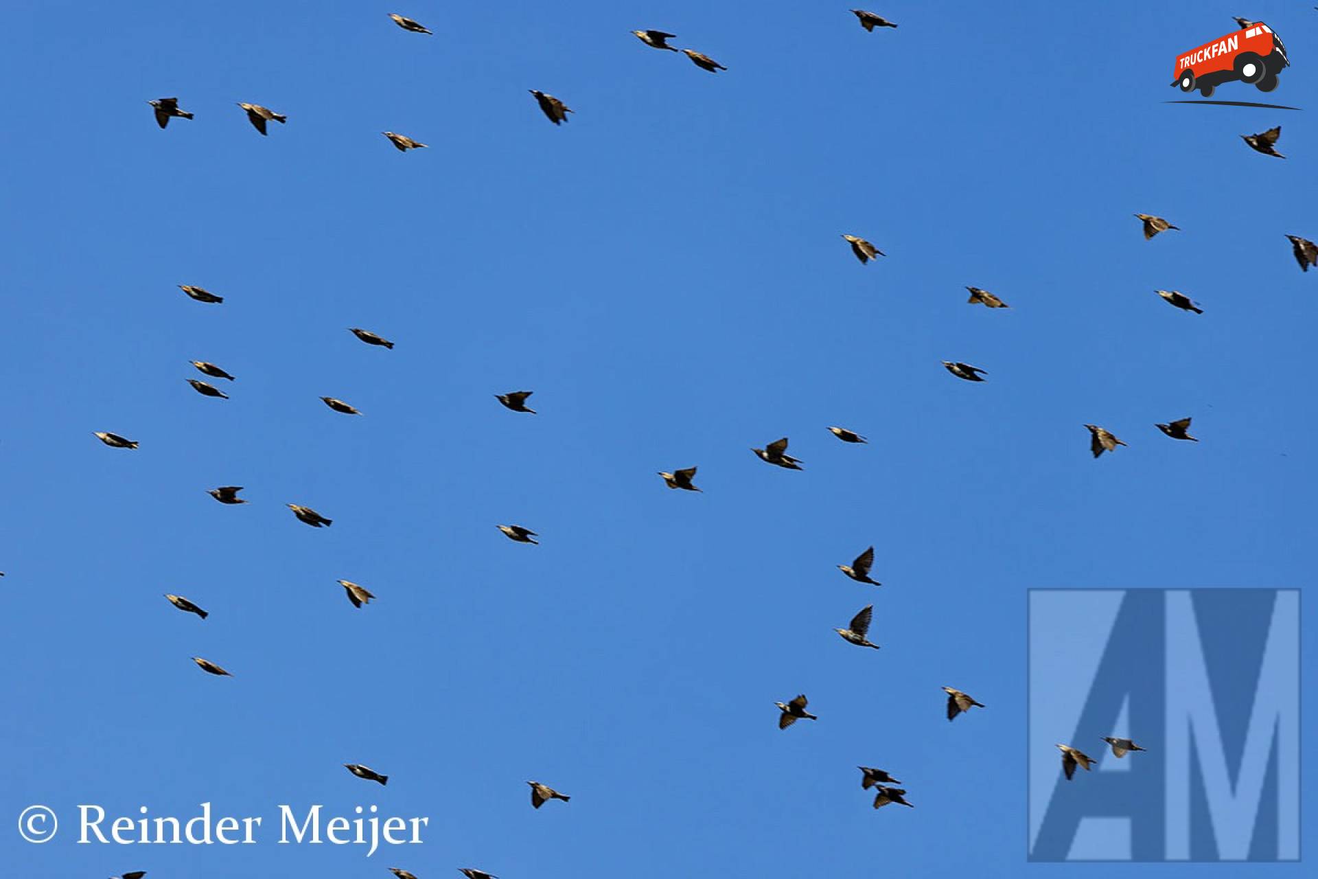 Vogels in de lucht augustus 2026